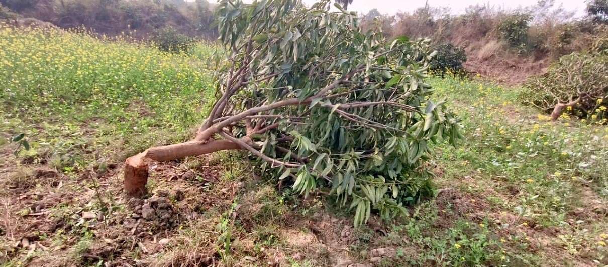 घोघी बहियार में असामाजिक तत्वों का उत्पात, बगीचे के 35 पेड़ काटे