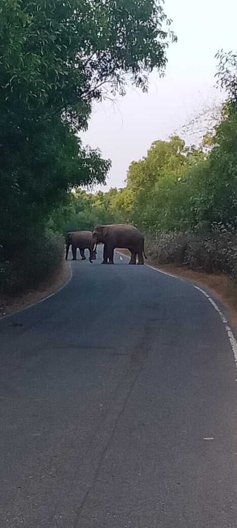 Seraikela Kharsawan News : कुकड़ू : झुंड से बिछड़ कर सड़क पर आये हाथी, दहशत