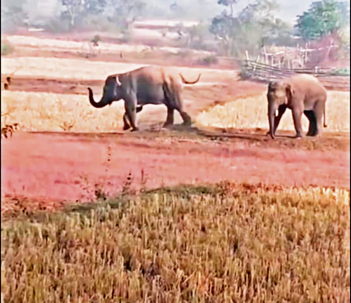 Chaibasa News : हाथियों के पुराने वीडियो व फोटो हो रहे वायरल, गांवों में दहशत बढ़ा