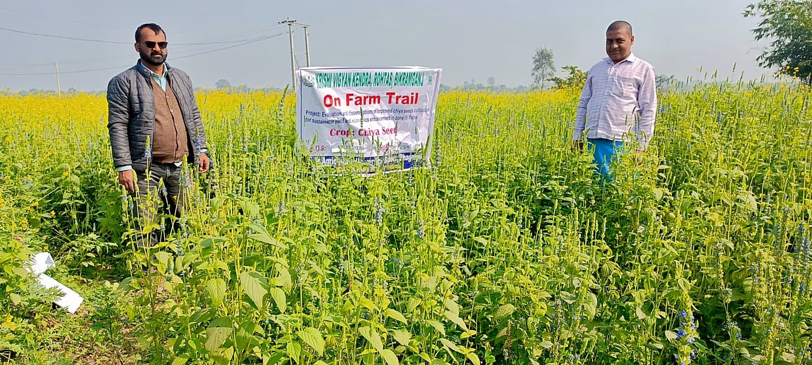 जिले के 10 किसानों ने शुरू की चिया सीड्स की खेती