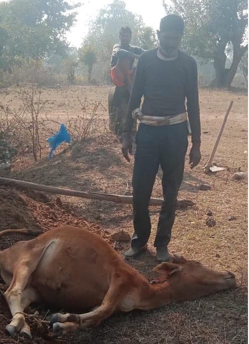 सिकरी चातर में हाथी ने मवेशी को मारा, फसल रौंदी