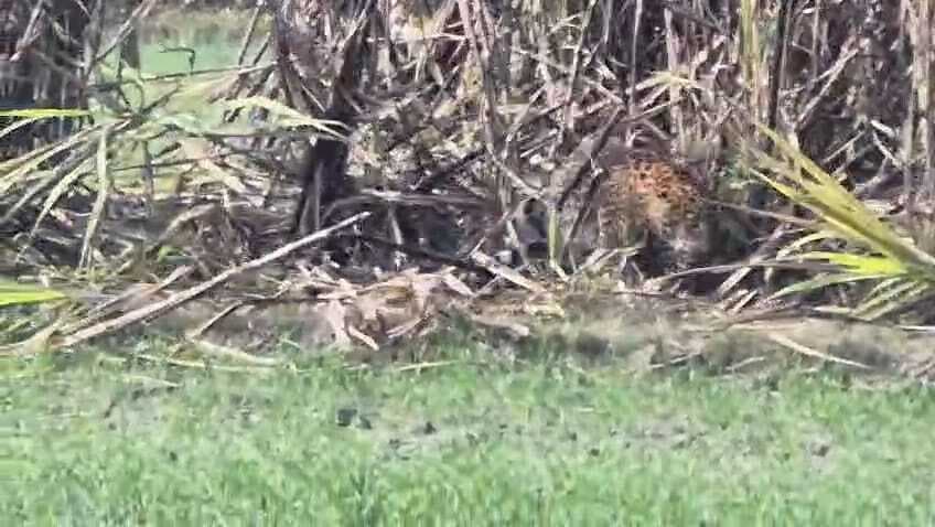 सिसवा गोपाल में तेंदुआ के हमले में वन दरोगा समेत चार घायल