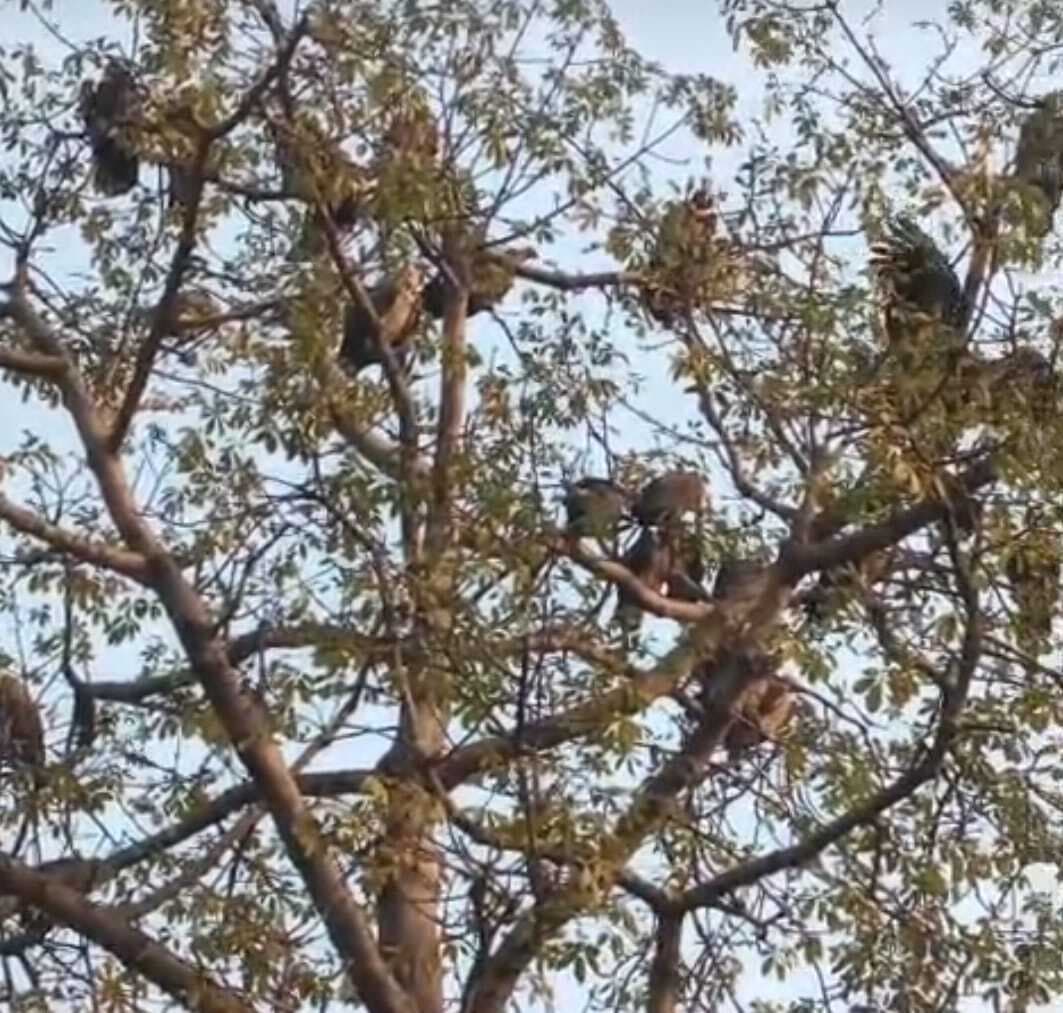 मधुबन में दिखा विलुप्त गिद्धों का समूह