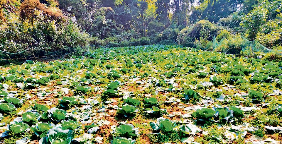 Seraikela Kharsawan News : ड्रोन से हुई अफीम खेती की निगरानी