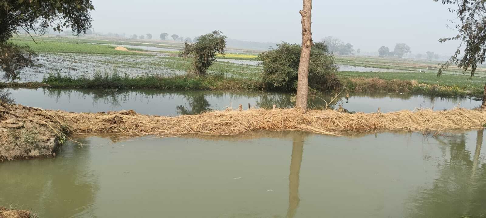 केवां नहर के ओवरफ्लो होने से सैकड़ों बीघा गेहूं की फसल डूबी