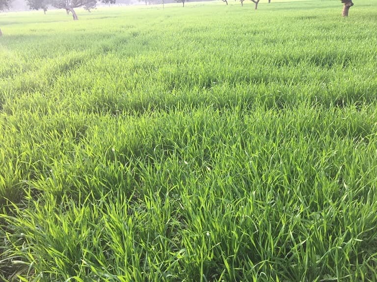 धान की अपेक्षा गेहूं का उत्पादन अधिक होने की किसानों को उम्मीद