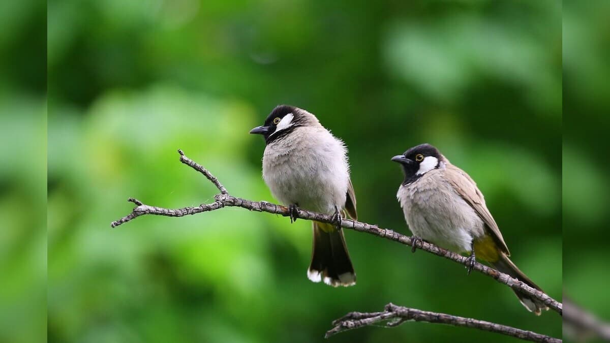 Rourkela News : राउरकेला सहित पूरे राज्य में प्रवासी पक्षियों की गणना शुरू