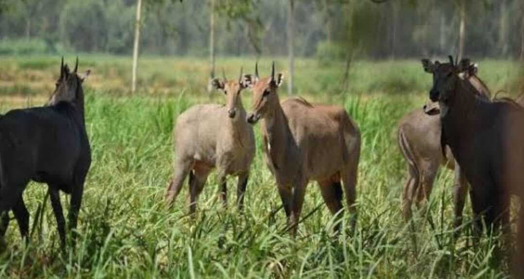 नीलगाय के बढ़ते उपद्रव से किसान परेशान