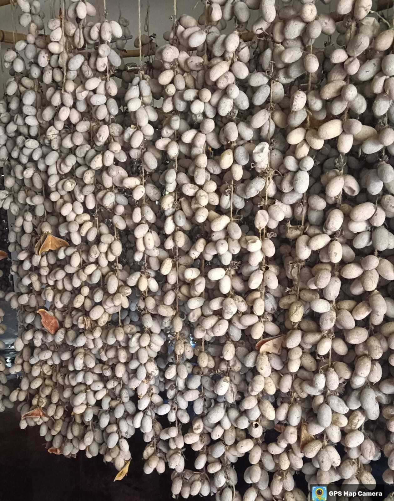 कोकुन बेचकर आत्मनिर्भर बने छह हजार किसान