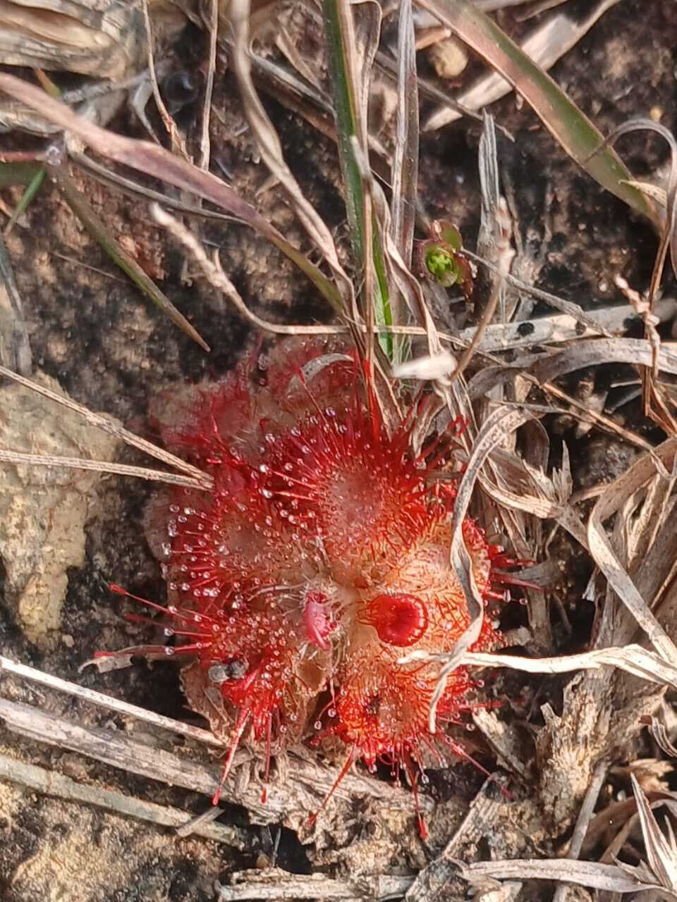 jamshedpur news : दलमा में मिले मांसाहारी पौधे, हैबिटेट होगा बेहतर