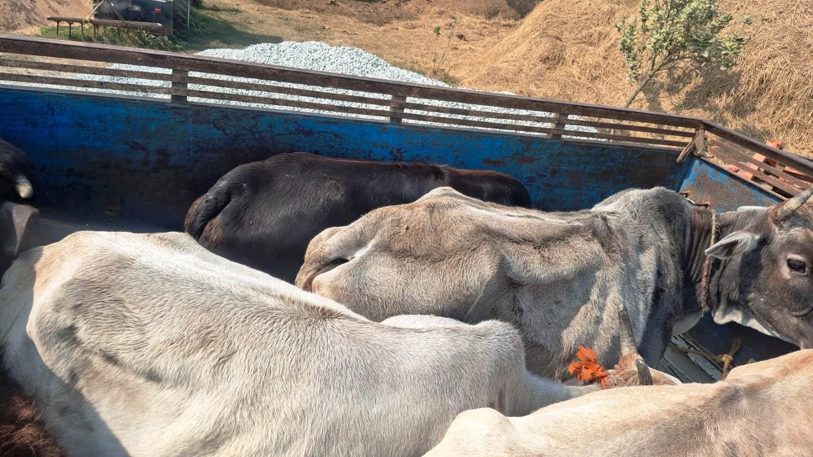 पिकअप से मवेशी बरामद, दो हिरासत में