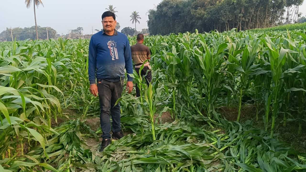 पुलिस से शिकायत करने पर नशेड़ियों ने किसान की फसल काटकर किया बर्बाद