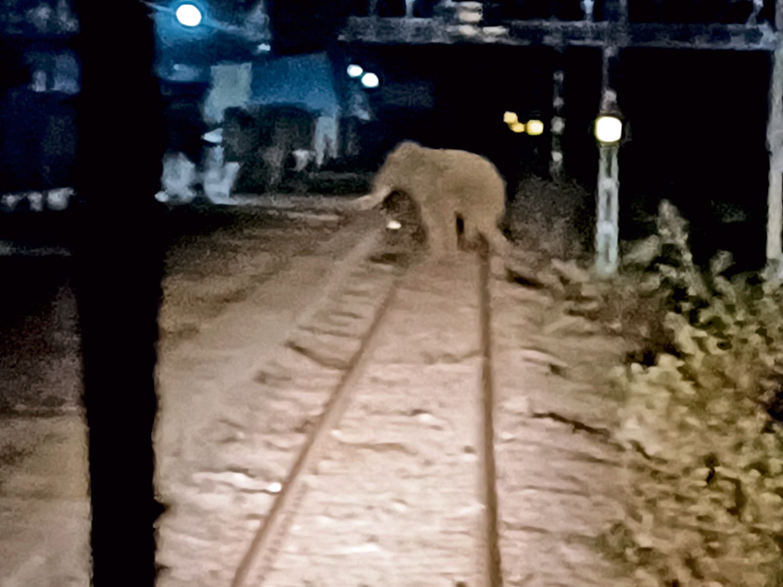 Chaibasa News : जराइकेला में ट्रैक पर दिखा हाथी, पायलट ने इमरजेंसी ब्रेक लगाकर मालगाड़ी रोकी