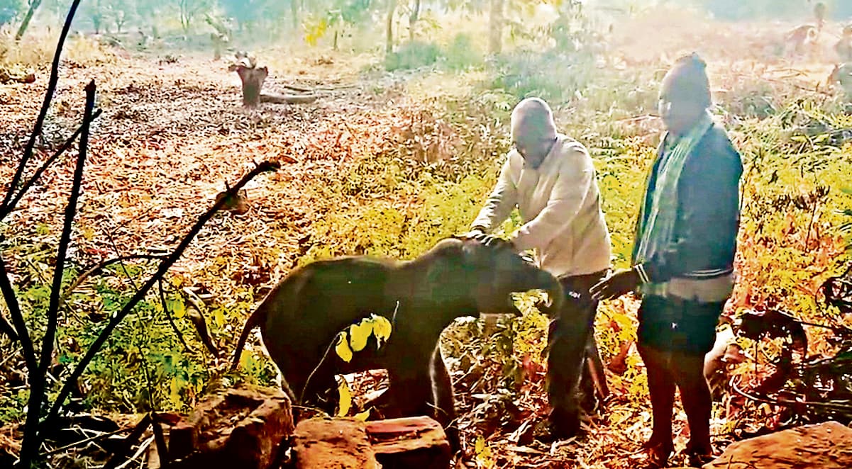 Anugule News : मछली के जाल में फंसा हाथी का बच्चा, 12 घंटे बाद बचाया गया