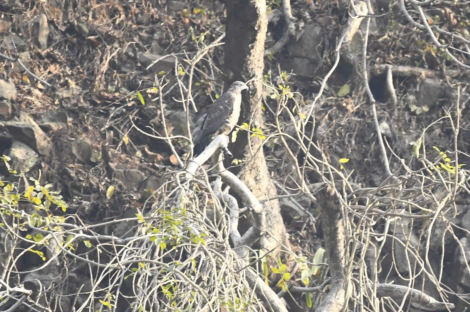 प्रवासी पक्षियों की चहचहाहट से गुलजार है मसकलैया झील, 28 प्रजातियों के 300 पक्षी आये
