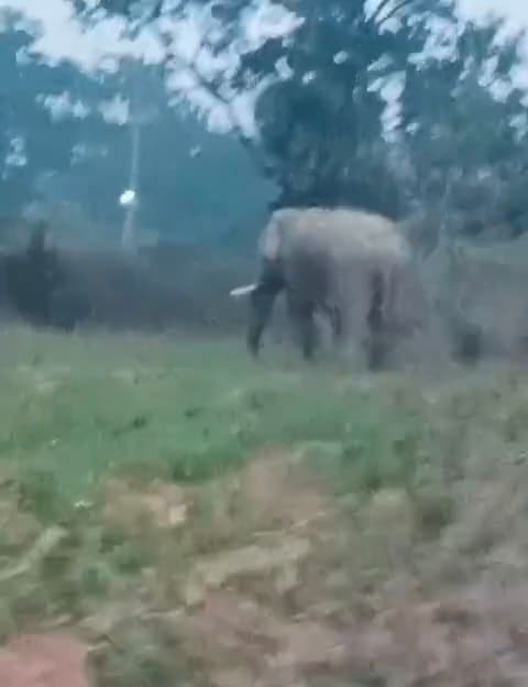 Seraikela Kharsawan News : डाटम जंगली के पास झुंड से बिछड़ा हाथी सड़क पर आया, मार्ग बाधित