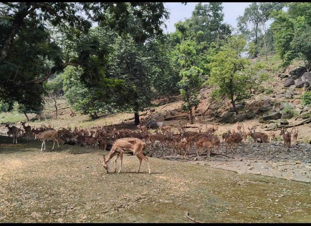 Dhanbad News : मैथन पार्क से हिरणों को भेजा जा रहा पलामू उद्यान