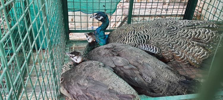 गुप्त सूचना के आधार पर वन विभाग ने पांच मोर का किया रेस्क्यू