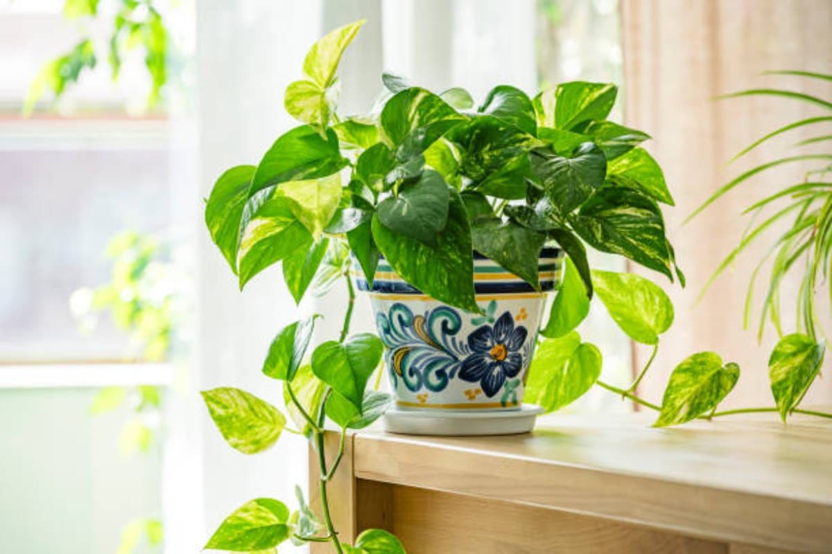 Vastu Tips: घर में मनी प्लांट लगाने से पहले जान लें ये 4 जरूरी नियम, गलत दिशा में रखा पौधा बन सकता है परेशानी की वजह Vastu Tips: घर में मनी प्लांट लगाने से पहले जान लें ये 4 जरूरी नियम, गलत दिशा में रखा पौधा बन सकता है परेशानी की वजह