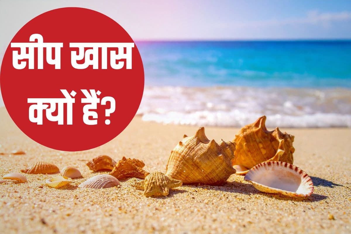 ‘लिटिल टाइम मशीन’ सीप समुद्र में कहां से आते हैं? इनसे क्या कुछ पता चलता है? इनसे हमें क्या सीखने को मिलता है?
