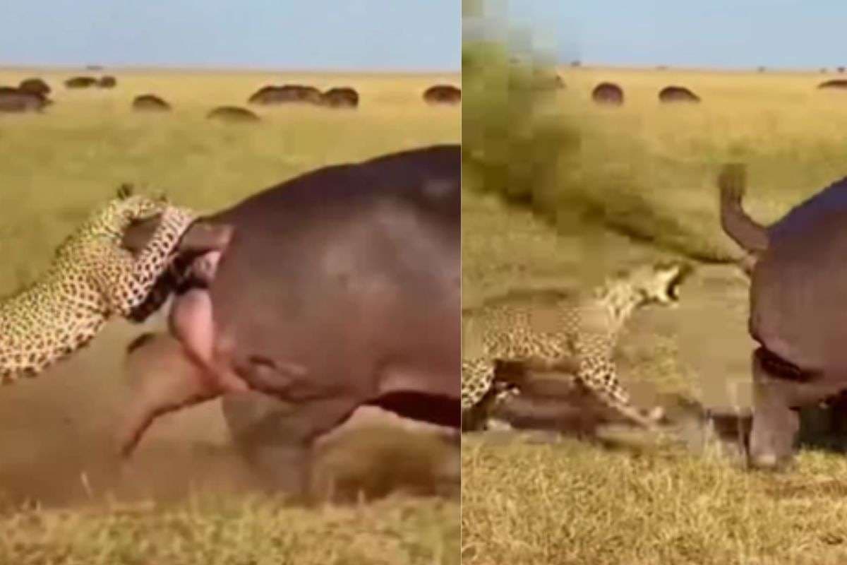 Viral Video: बस एक धमाकेदार फार्ट! गैंडे ने ऐसी तरकीब से सिखाया तेंदुए को सबक, वीडियो देख हंसी नहीं रोक पाएंगे