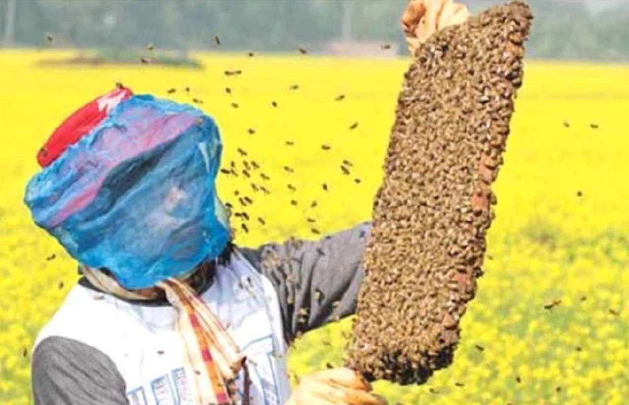 Bihar News: विदेशों तक पहुंची बिहार की मीठी क्रांति, करोड़ों में पहुंचा शहद का कारोबार