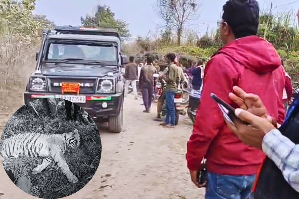 Bihar News: फसल की रखवाली बनी बाघ की मौत की वजह? वाल्मीकि टाइगर रिजर्व में करंट लगने से गई जान