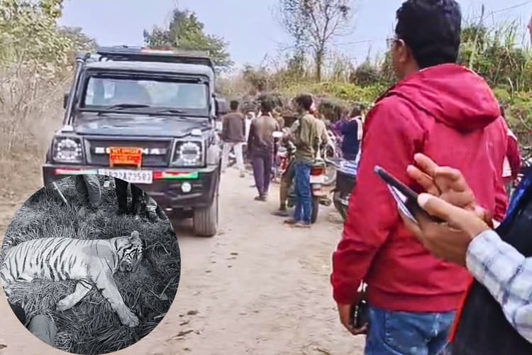Bihar News: फसल की रखवाली बनी बाघ की मौत की वजह? वाल्मीकि टाइगर रिजर्व में करंट लगने से गई जान