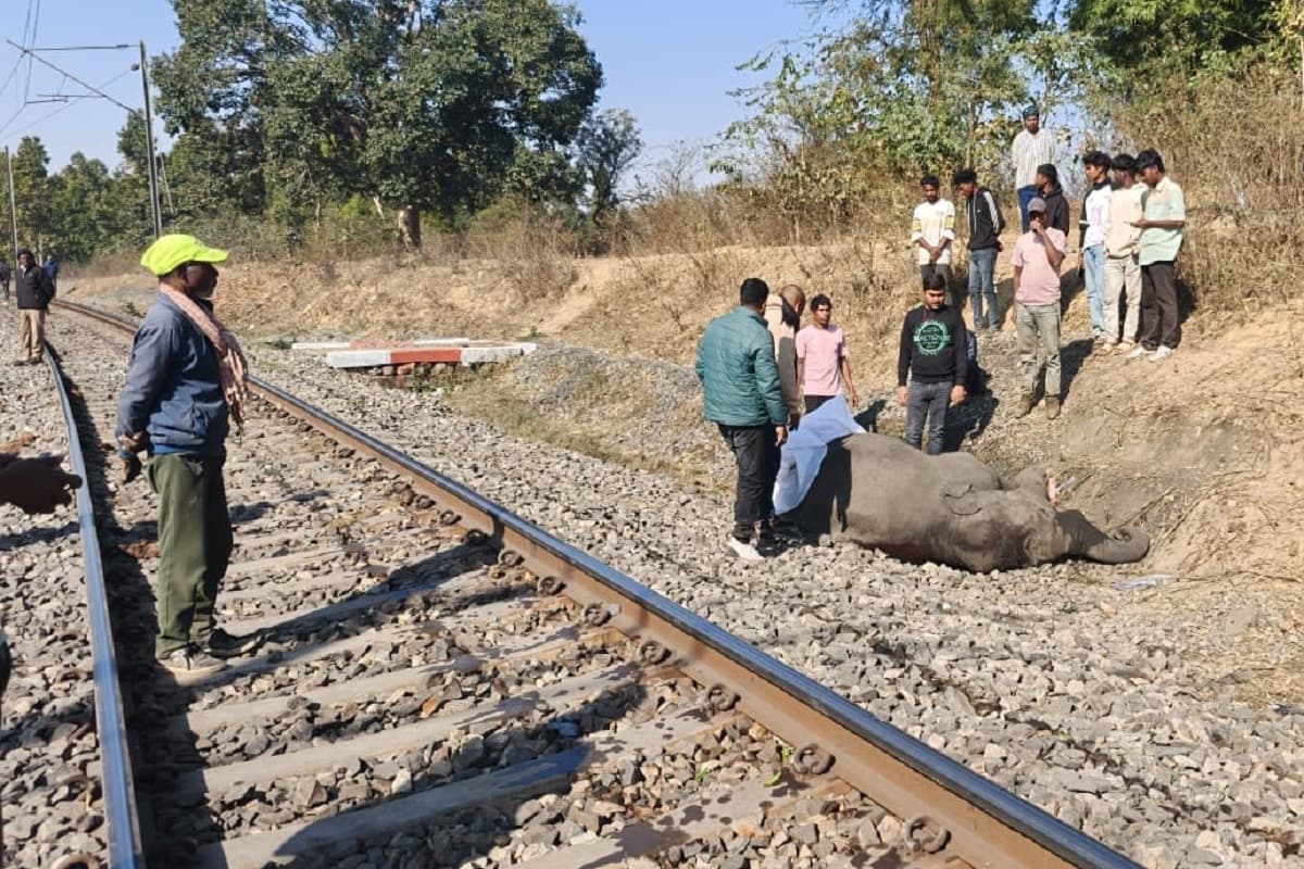 चंदवा में देर रात ट्रेन की चपेट में आया हाथी का बच्चा, हो गई मौत