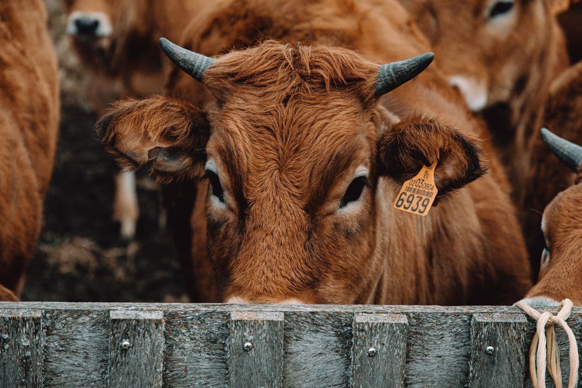 गो-तस्करी तनाव: हैदराबाद में गायों से भरा ट्रक पकड़ाया, राजस्थान के बारां में बछड़े की मौत पर बंद