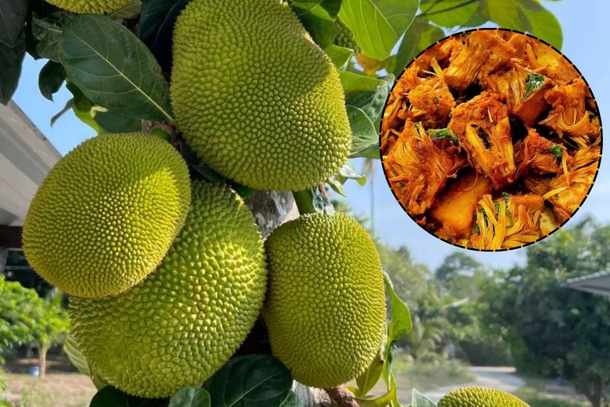 मिनटों में तैयार करें प्रोटीन से भरपूर टेस्टी वेज डिश – ड्राई कटहल भुर्जी मिनटों में तैयार करें प्रोटीन से भरपूर टेस्टी वेज डिश – ड्राई कटहल भुर्जी