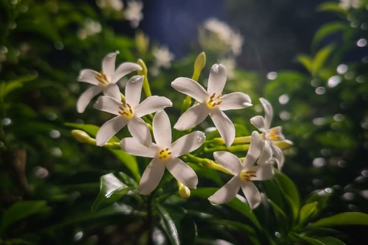 How To Grow Raat Rani Plant: इन टिप्स से गमले में लगाएं रात रानी का पौधा, फूलों से महक उठेगा आपका आंगन