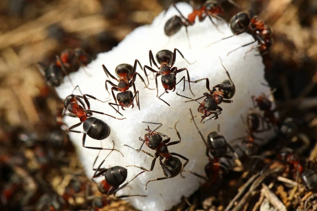 How to Remove Ants from Sugar: चिनी में से चींटी कैसे भगाएं? घर बैठे अपनाएं ये आसान और असरदार तरीके