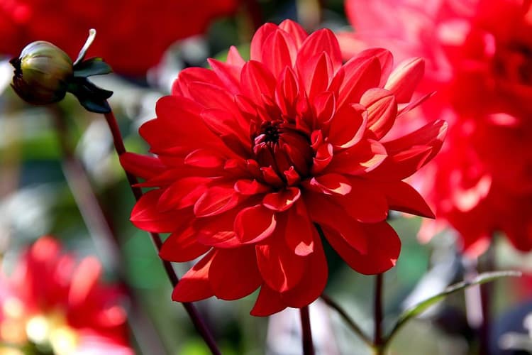 How to Grow Dahlias: घर पर उगाएं डहेलिया का पौधा – रंग-बिरंगे फूलों से खिल उठेगा आपका आंगन