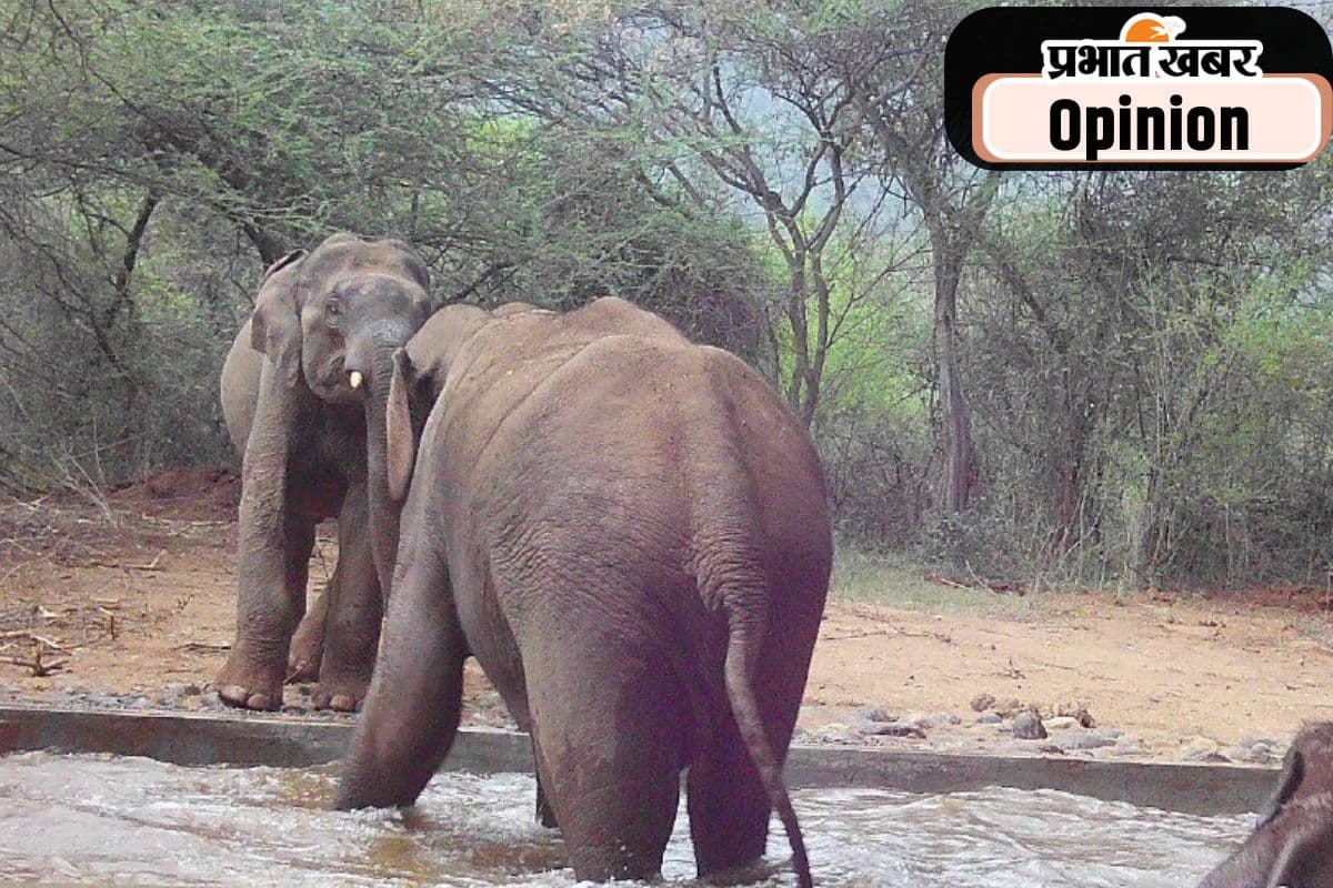 जलवायु परिवर्तन बढ़ा रहा है हाथियों का गुस्सा