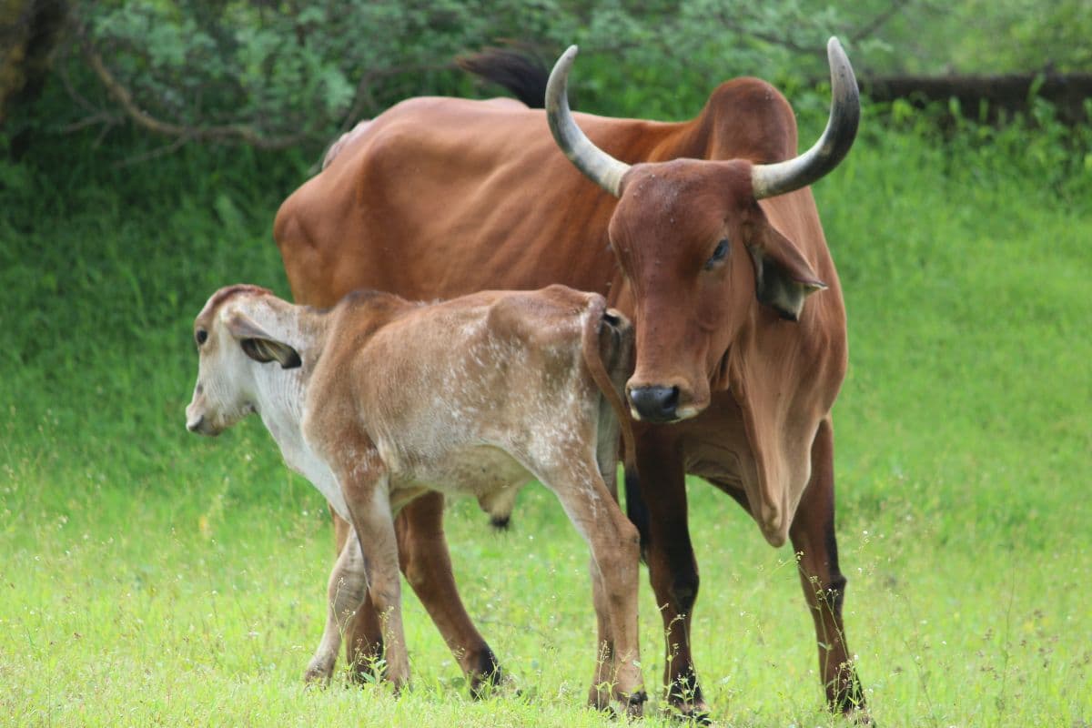 मथुरा में बनेगा भारत का पहला राष्ट्रीय गो-संस्कृति संग्रहालय, इन खूबियों की वजह से है खास