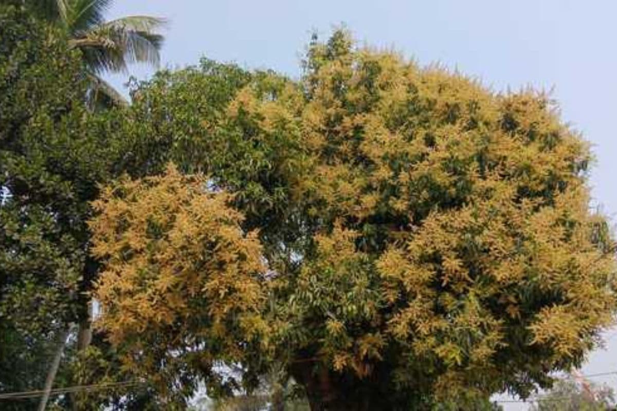 आम के पेड़ पर लगे मंजर