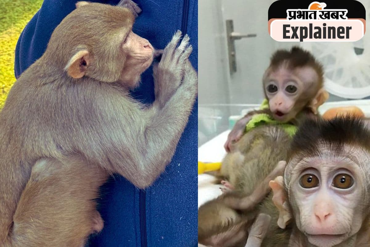 18 लाख का एक बंदर, डिमांड में तेजी ; जानिए सबकुछ