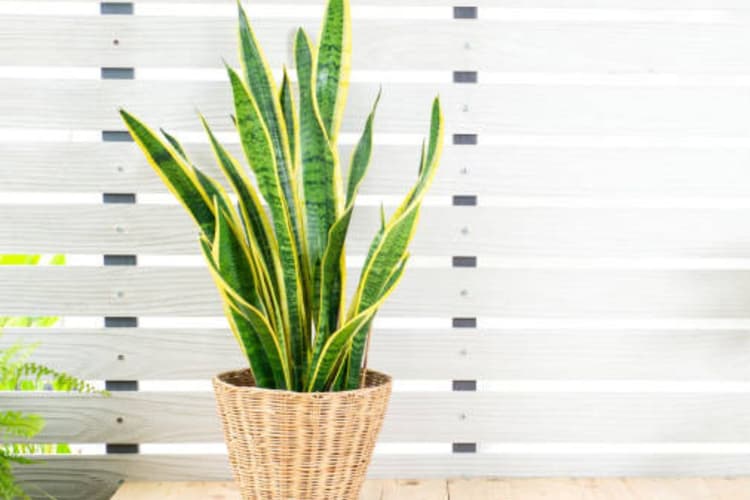 इस खास तरीके से केयर करने पर हरा-भरा हो जाएगा स्नेक प्लांट