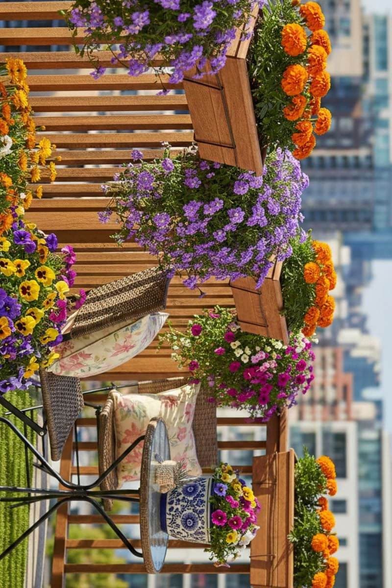 अपनी बालकनी को फूलों से महकाने के लिए लगाएं ये 5 बजट प्लांट्स