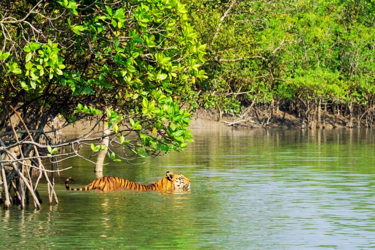 सुंदरबन के लोगों तक नहीं पहुंच पायेंगे बाघ, लग रहे 300 फिशिंग सेंसर लाइट