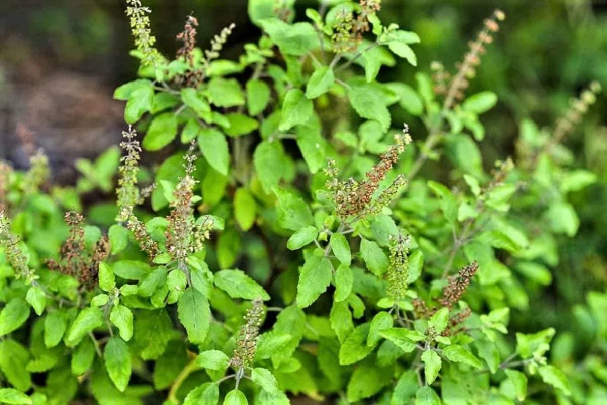 सूख रही है तुलसी? जानिए सही पानी और धूप देने का तरीका