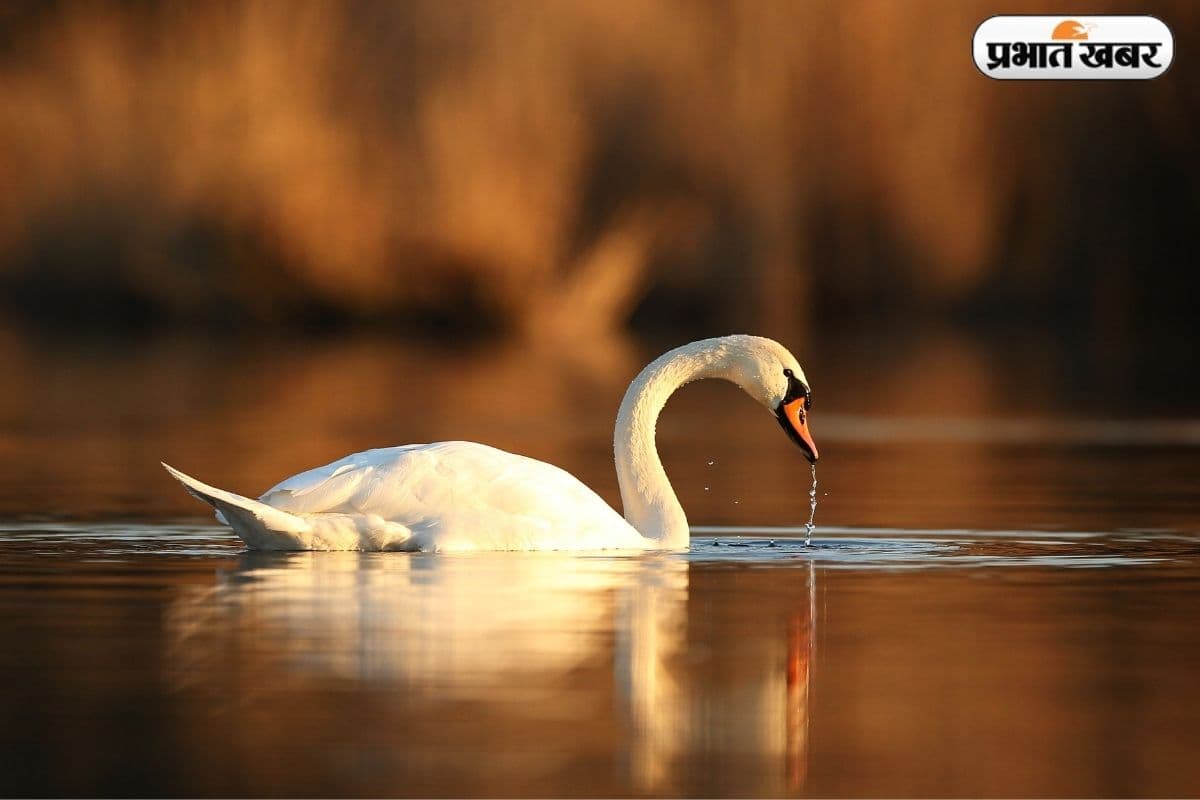 दूध से पानी अलग कर देता है ये पक्षी, जानकर रह जाएंगे हैरान
