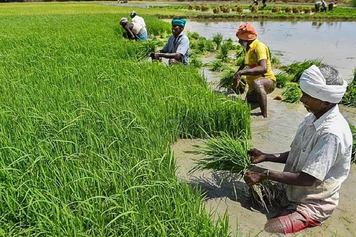 फार्मर रजिस्ट्री में कौन जिला रहा सबसे आगे? 11 फरवरी तक बनेगी डिजिटल आईडी
