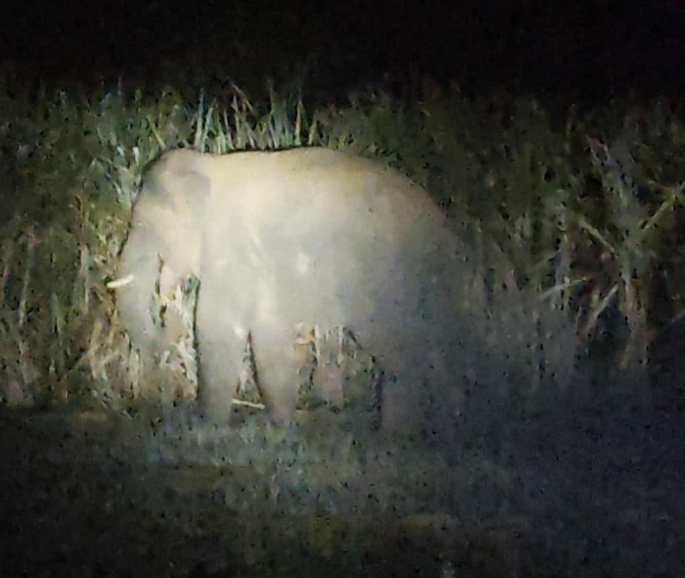 हाथी ने फसलों को रौंदा, घर के गेट को किया क्षतिग्रस्त