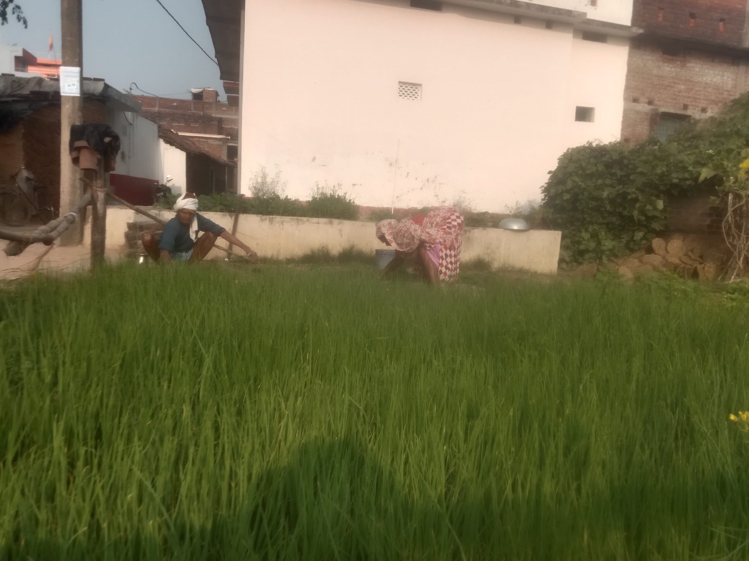 प्याज के बढ़ते दाम से किसानों में उत्साह, बड़े पैमाने पर हो रही खेती