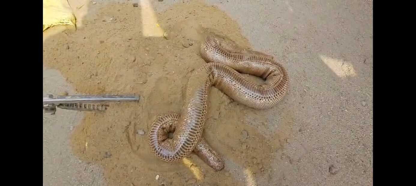 Gaya news : गया जंक्शन पर तीन करोड़ के दुर्लभ सांप के साथ दो तस्कर गिरफ्तार