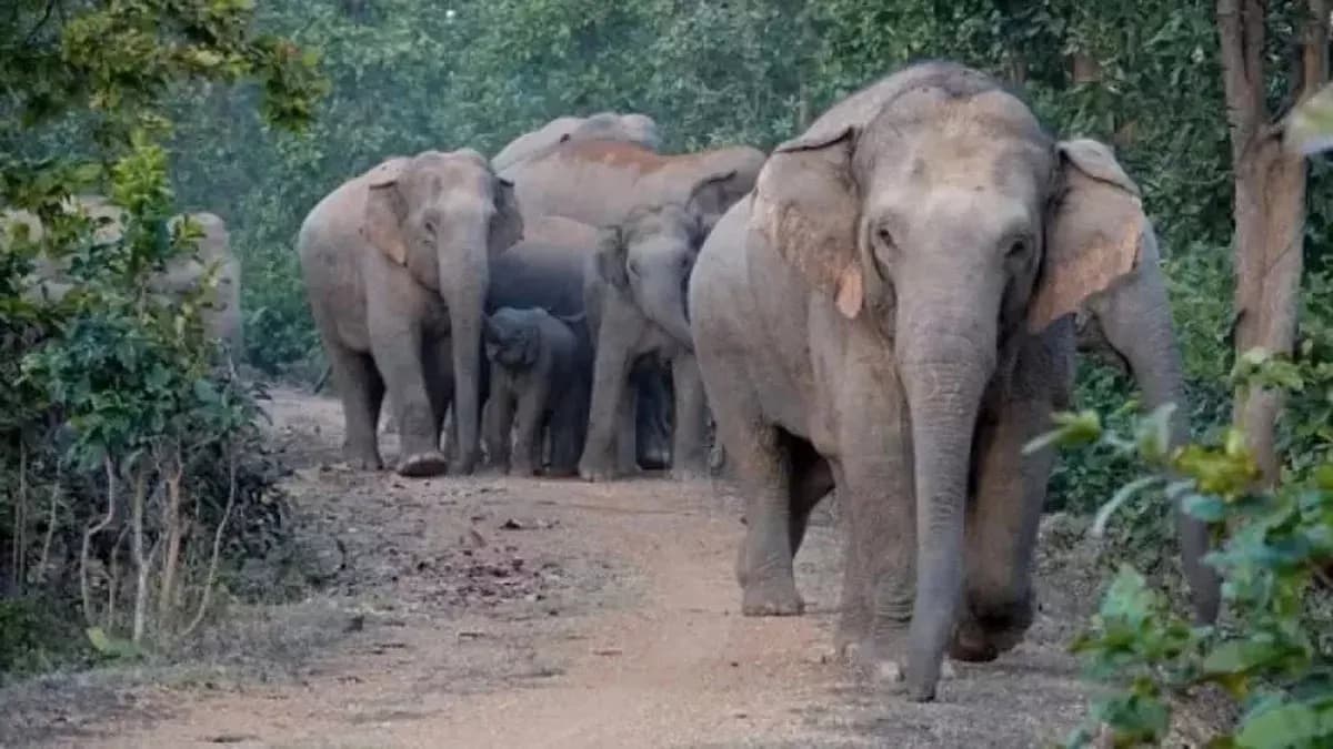 Rourkela News :  हाथियों के बार-बार आने से बणई के दर्जनों गांवों के लोग दहशत में