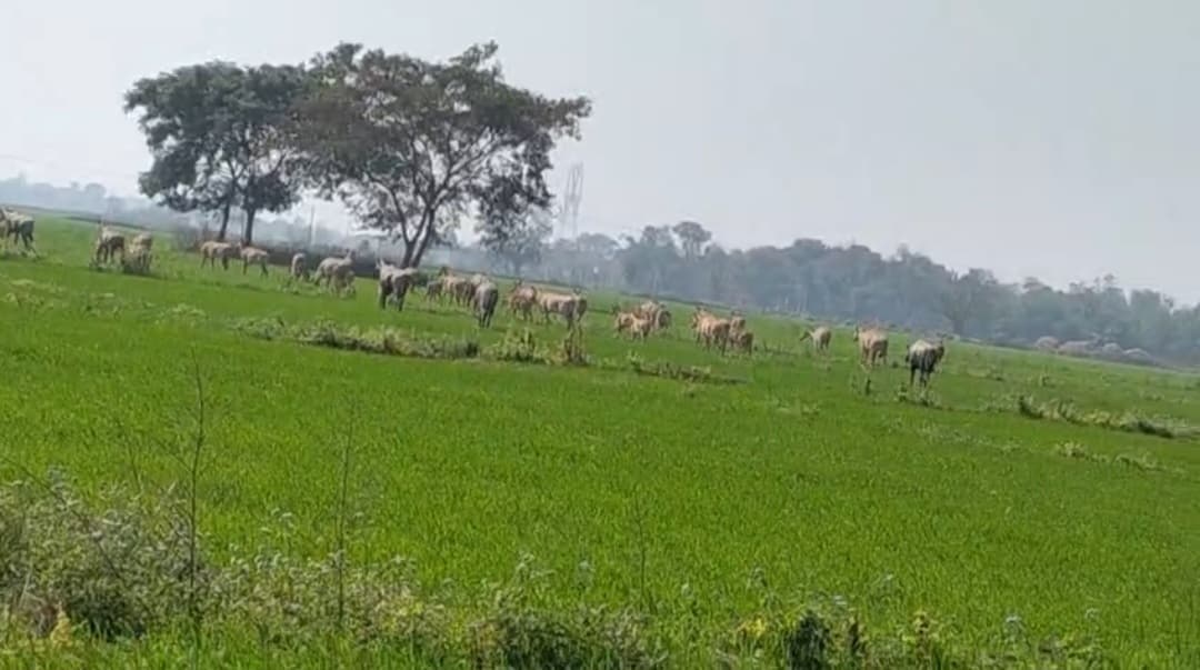 नीलगायों व घुड़सारो के आतंक से फसल हो रही बर्बादी, किसान परेशान