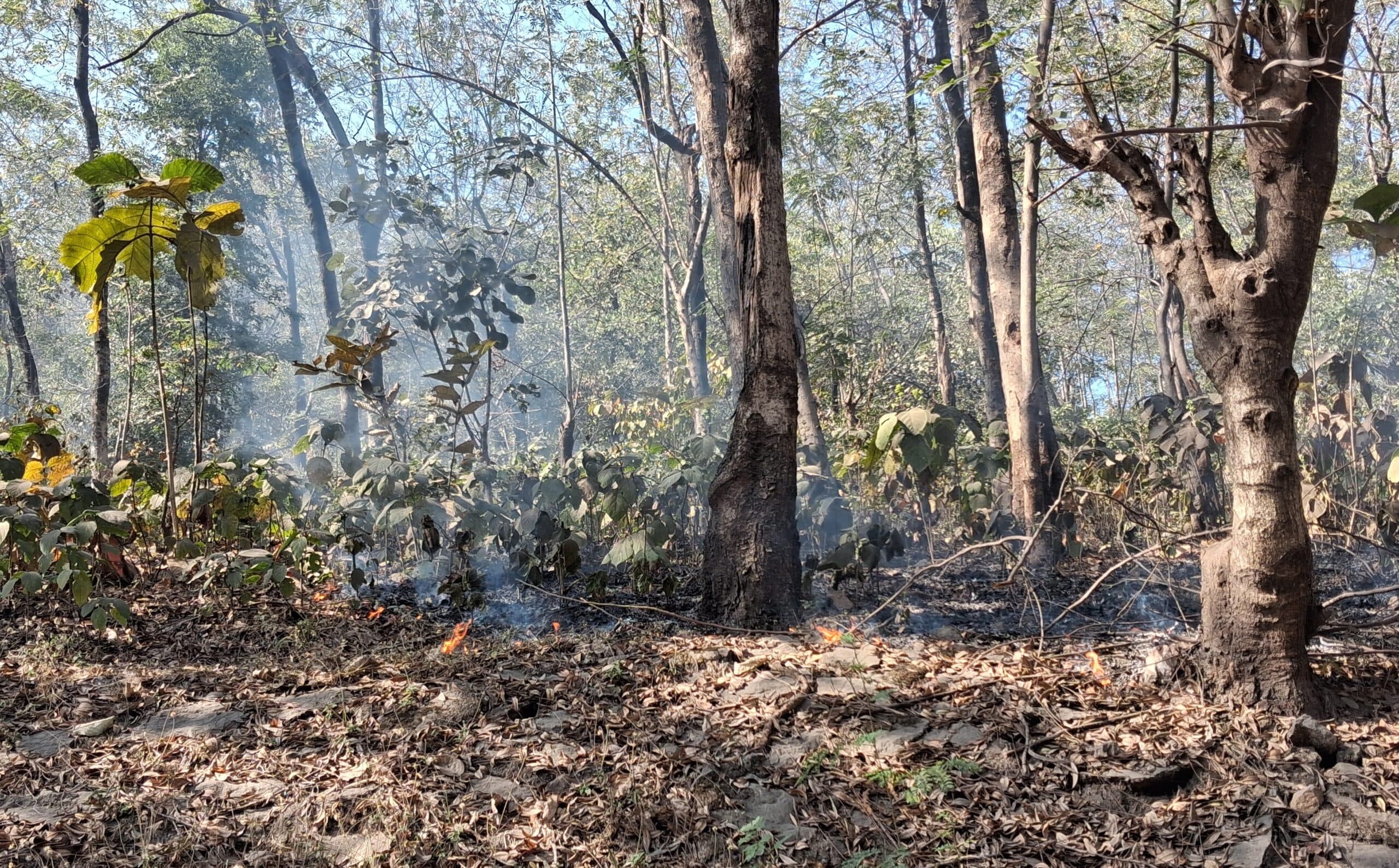 Bokaro News : चंद्रपुरा प्लांट से सटे जंगल में लगी आग